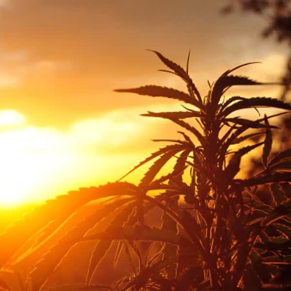 Cannabis field at sunset in Jamaica