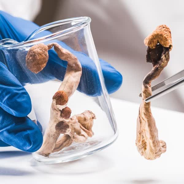 Psilocybe mushrooms being examined in a laboratory beaker